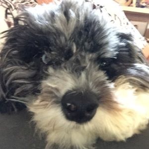 Meet your Posher, Patty